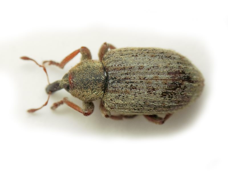 Hypera (Hypera) nigrirostris (Fabricius, 1775)